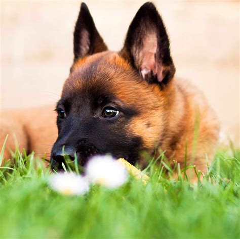 belgian malinois for sale cheap